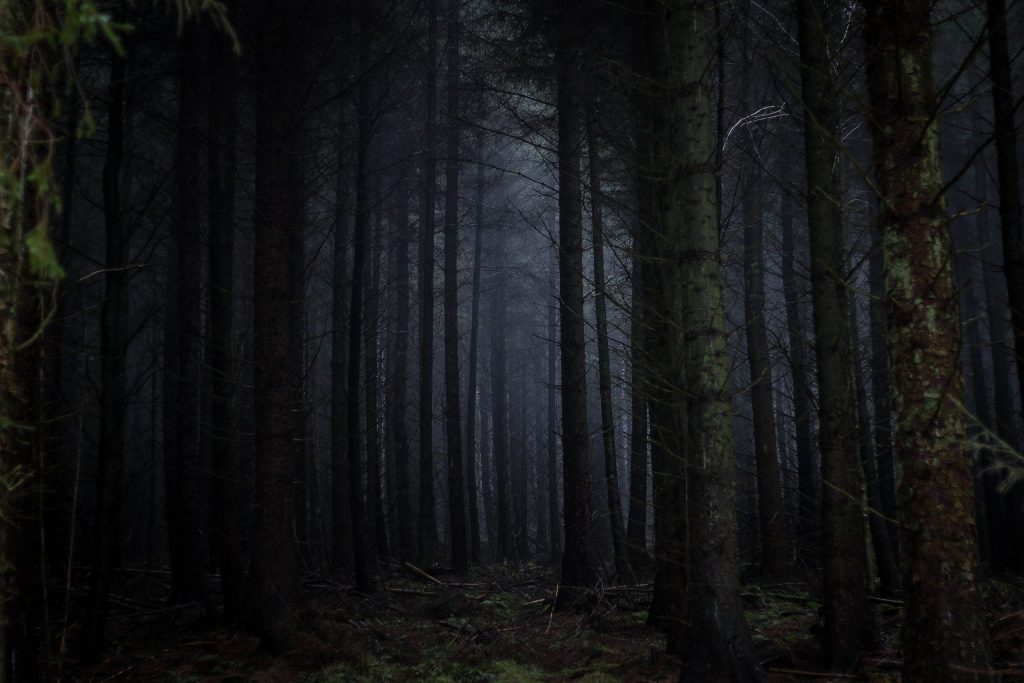 A dark forest filled with lots of tall trees